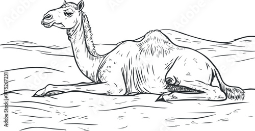 Black and white line art illustration of a camel resting on desert sand with dunes in the background