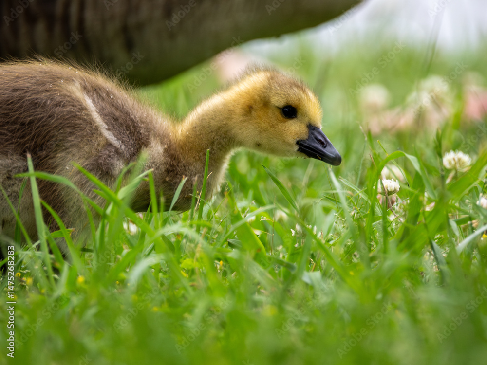 Obraz premium Canada goose gosling in grass