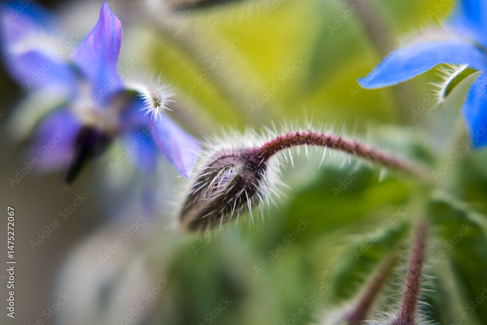 Borage flowers, nature and garden.