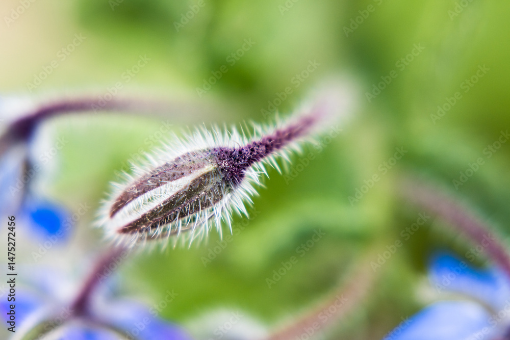 Borage flowers, nature and garden.