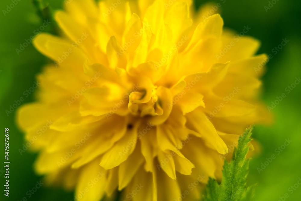 Kerria Japonica is a species of shrub from the Rosaceae family.