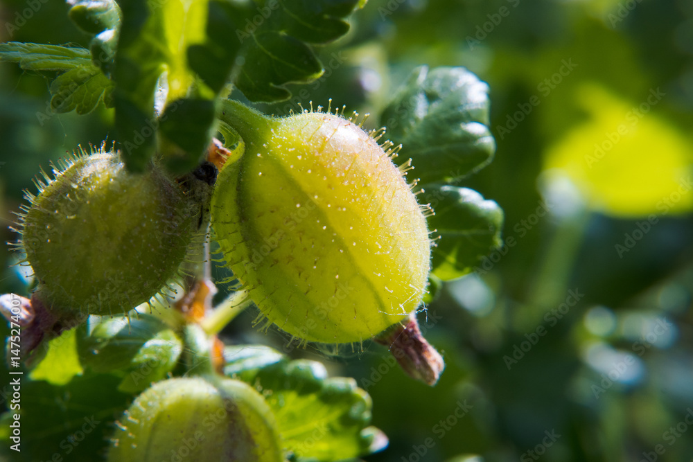 Young green gooseberry fruit, gardening.