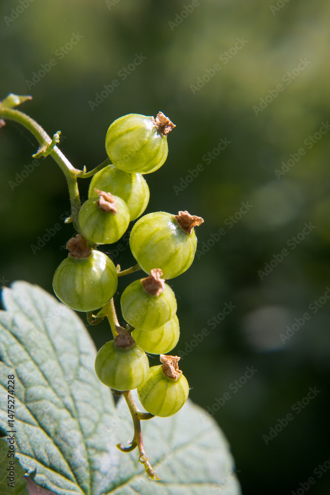Young red currant fruits during ripening, horticulture.