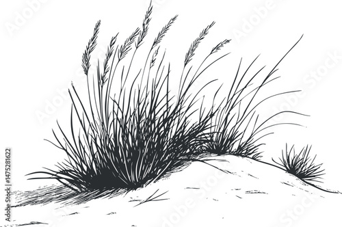 Black and white illustration of wild grass growing on a sandy dune in a natural coastal environment.