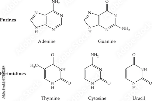 Structure of RNA nucleobases. Adenine Guanine Cytosine Thymine and Uracil A nitrogenous base, or nitrogen containing base.
