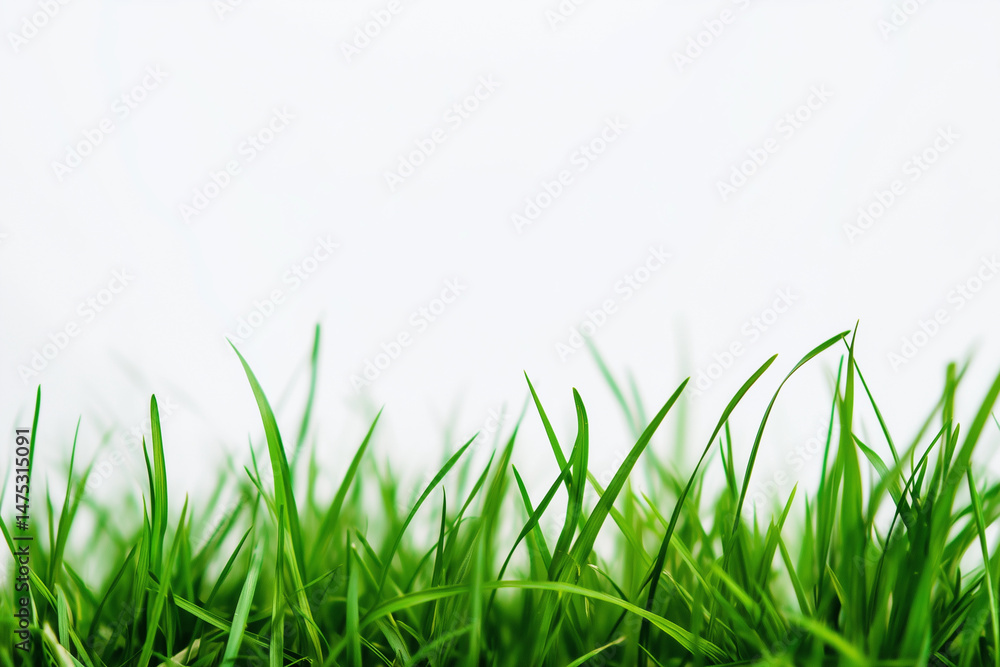Fototapeta premium long green grass field with no other objects in the image. The grass is lush and vibrant, giving the impression of a peaceful and serene environment