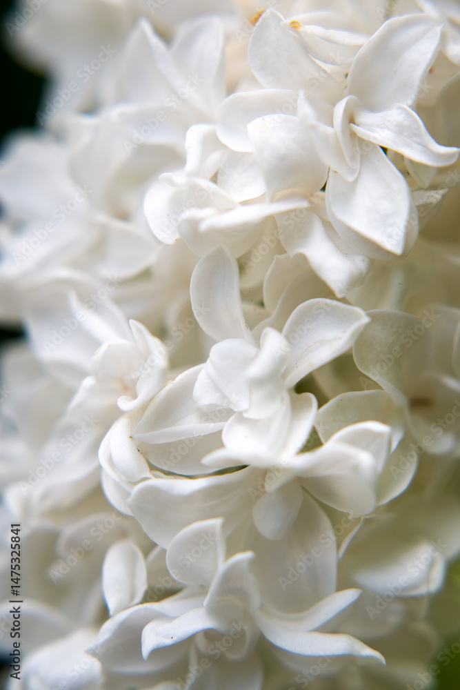 White lilac flowers, spring in the garden.