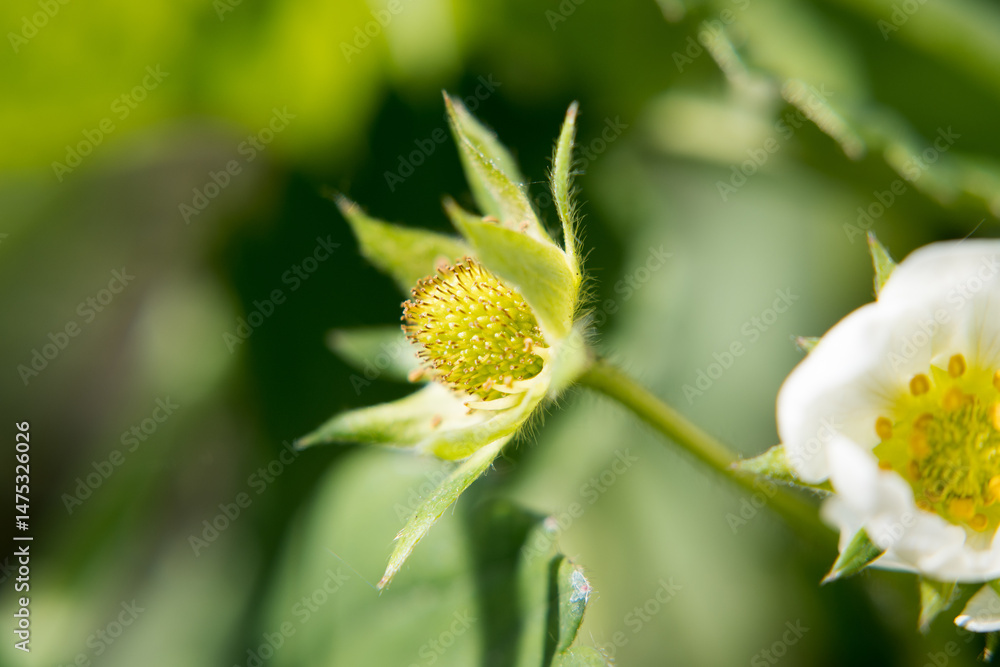 Garden strawberry flower, fruit buds.