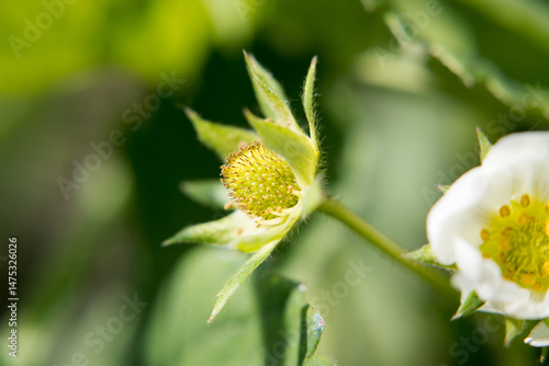 Obraz na płótnie Garden strawberry flower, fruit buds.
w salonie