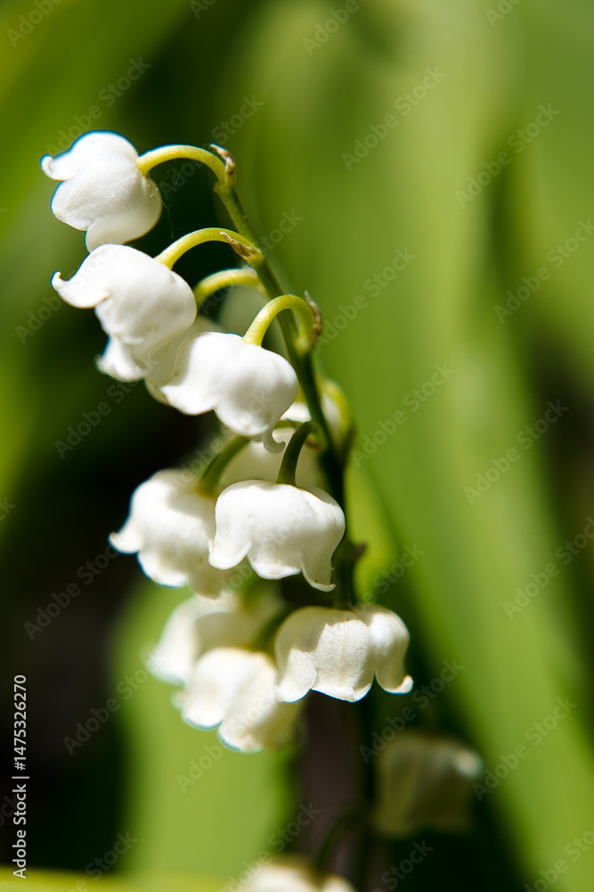 Garden lily of the valley flowers.