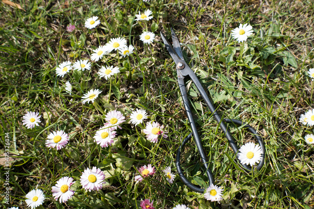 Garden scissors, hand tool, gardening.