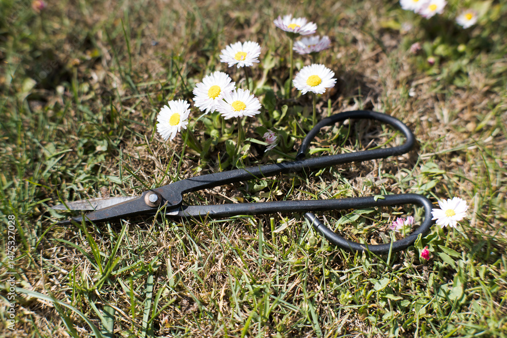 Garden scissors, hand tool, gardening.