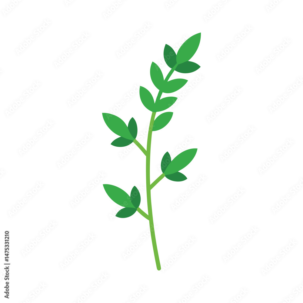 Simple thyme sprig illustration fresh herb food ingredient culinary element isolated Simple thyme sprig illustration fresh herb food ingredient culinary element isolated