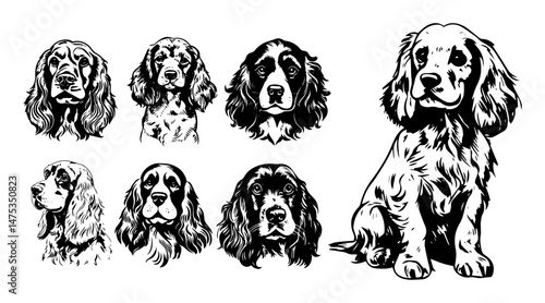 cocker spaniel dog head and full body illustrations in black tattoo style