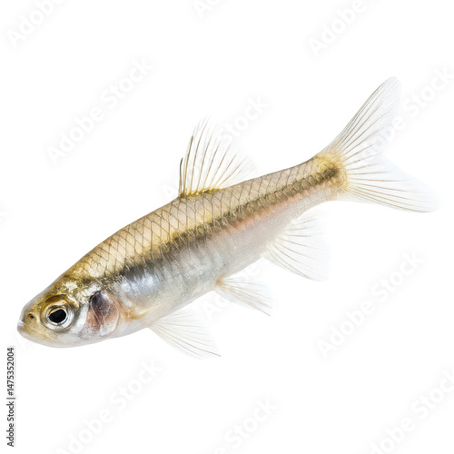 Minnow animal png small freshwater fish png baitfish png schooling fish png silver minnow png aquatic animal png white background image