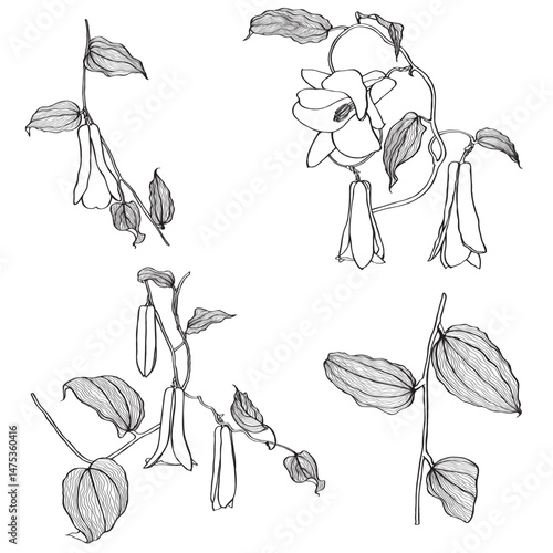 Lapageria. Vector illustration of line tropical Lapageria flowers with stem and leaves isolated on white background.
