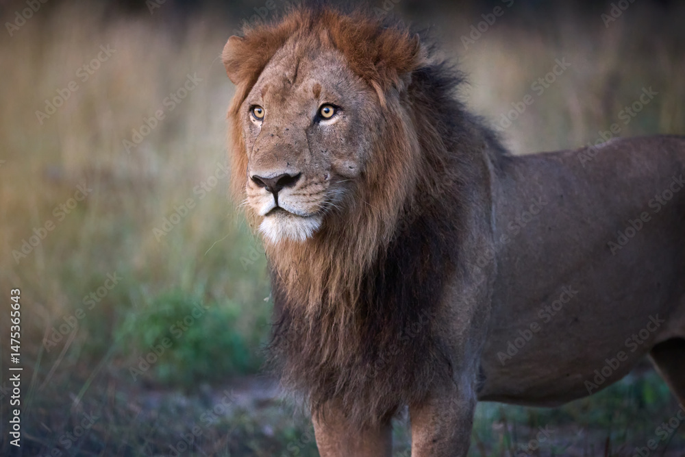 Fototapeta premium Close-up direct portrait of a male lion in the wilderness of Botswana. Ideal for: wildlife conservation themes, safari promotions, and editorial use. Colours: brown, tan, soft green.