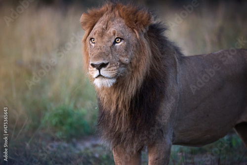 Close-up direct portrait of a male lion in the wilderness of Botswana. Ideal for: wildlife conservation themes, safari promotions, and editorial use. Colours: brown, tan, soft green. photo