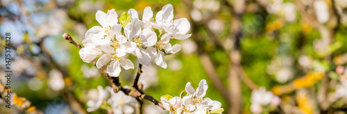Blossoming tree brunch with white flowers. Spring flowers, blossom, white apple tree flowers.Beautiful nature.apple orchard