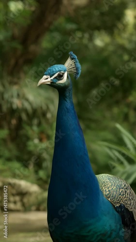 Wallpaper Mural Elegant peacock showing iridescent blue plumage, standing calmly in a lush green forest environment with dappled light filtering through the trees. Torontodigital.ca