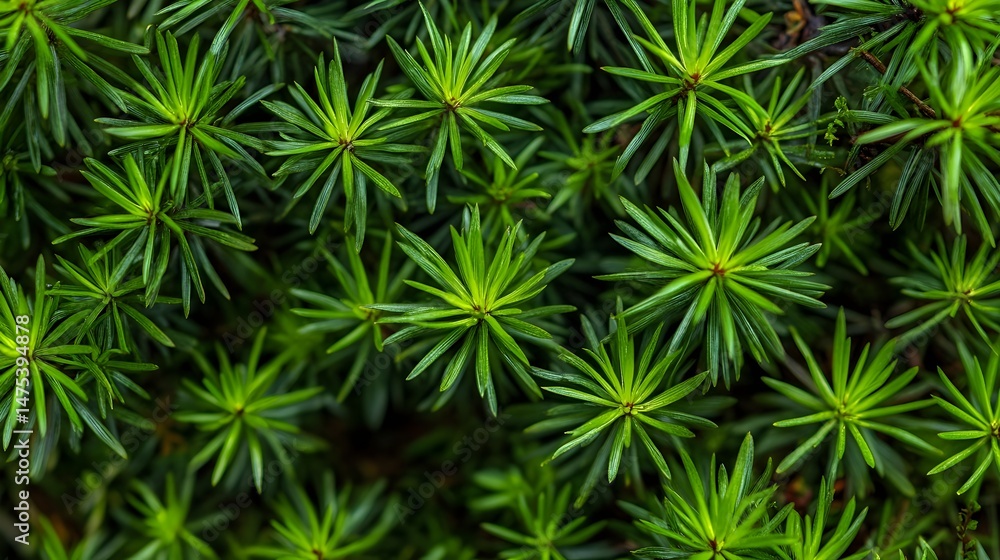 Close up of vibrant green grass showing intricate details of each blade captured with macro lens Close up of vibrant green grass showing intricate details of each blade captured with macro lens
