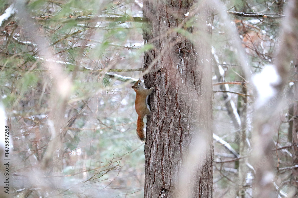Fototapeta premium Red Squirrel in tree