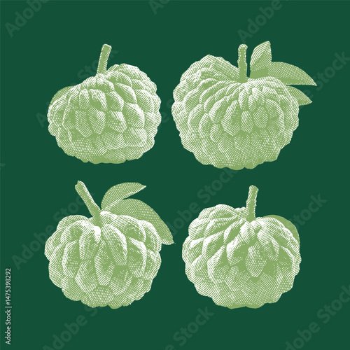 Custard apple, custard apple vector, custard apple illustration, line drawing on green background.