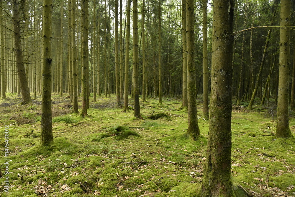 Forêt de conifères aux troncs fins au sommet d'une colline à Vielsalm (Bastogne) Forêt de conifères aux troncs fins au sommet d'une colline à Vielsalm (Bastogne)