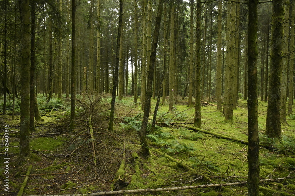 Obraz premium Forêt de conifères aux troncs fins au sommet d'une colline à Vielsalm (Bastogne)