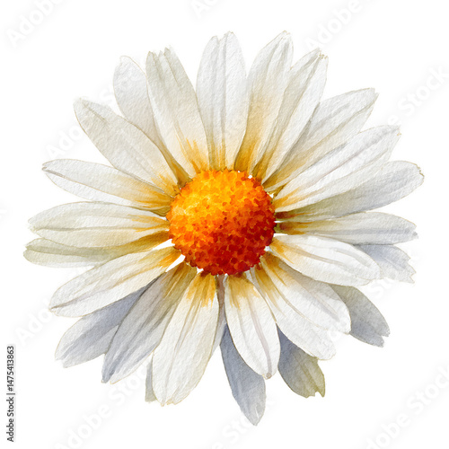 Watercolor Daisy Flower Botanical Illustration of White and Orange Wildflower
