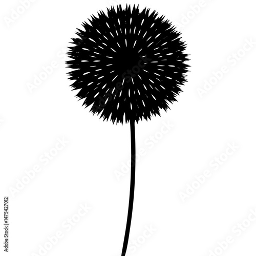 dandelion on white background
