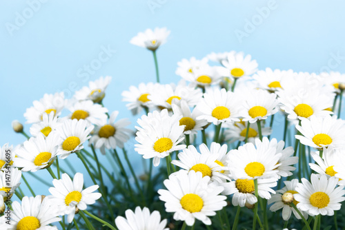 Large bush of beautiful blooming white daisies on a blue background.