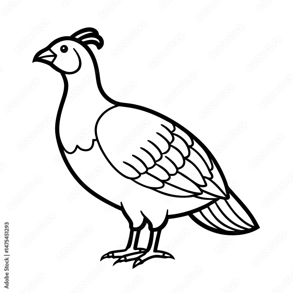 Greater Sage Grouse Bird Line Art Drawing Greater Sage Grouse Bird Line Art Drawing