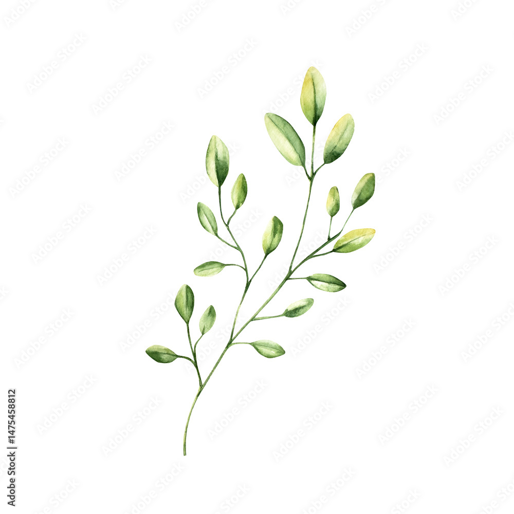 Obraz premium Green simple spring branch with leaves. Watercolor twig. Hand drawn wildflower illustration isolated on background, transparent png. Botanical and wedding illustration. Baby shower design elements