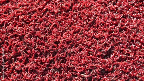 Bloodworm close up. worm-like red mosquito larvae for fishing High quality 4k footage