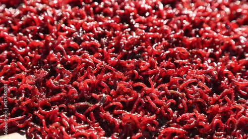 Bloodworm close up. worm-like red mosquito larvae for fishing High quality 4k footage