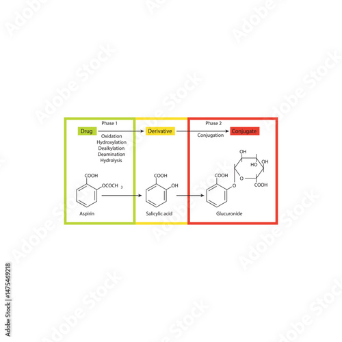 Aspirin metabolism - to salicylic acid and glucornide - phase 1 and phase 2 metabolism - Simple skeletal formula schematic illustration of biochemical transformation.