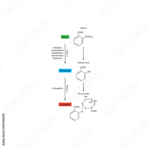 Aspirin metabolism - to salicylic acid and glucornide - phase 1 and phase 2 metabolism - Simple skeletal formula schematic illustration of biochemical transformation.