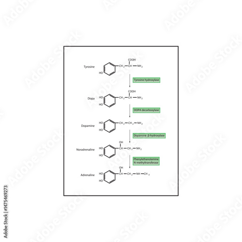 Catecholamine Biosynthesis Pathway – Tyrosine, Dopa, Dopamine, Noradrenaline, Adrenaline – Enzymatic Steps and Molecular Structures. 