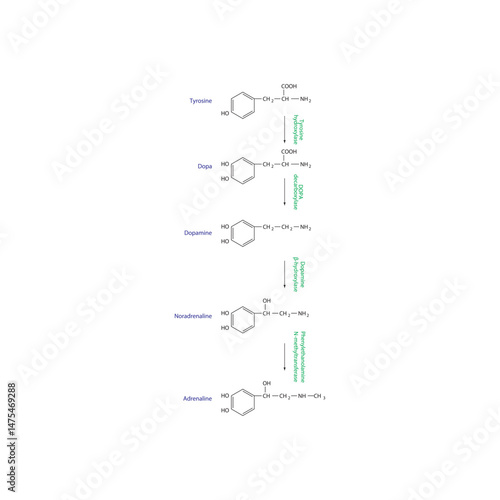 Catecholamine Biosynthesis Pathway – Tyrosine, Dopa, Dopamine, Noradrenaline, Adrenaline – Enzymatic Steps and Molecular Structures. 