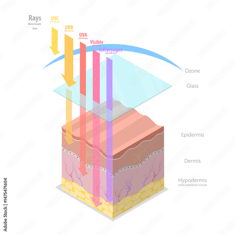 custom made wallpaper toronto digital3D Isometric Flat Illustration of Damage UV Radiation to Human Skin, Skincare and Beauty