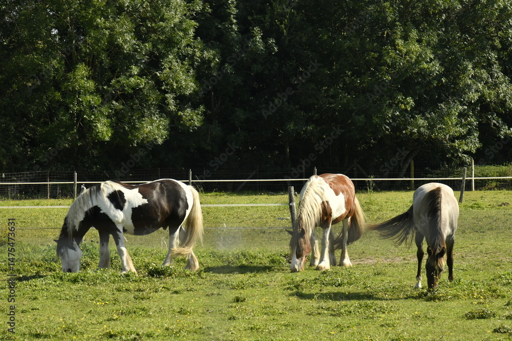 Obraz premium Chevaux broutant l'herbe dans l'une des pâtures à Ghislenghien (Ath)