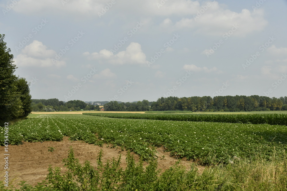 Fototapeta premium Prairie et terrain accidenté en été le long d'un bois à Ghislenghien (Ath) 