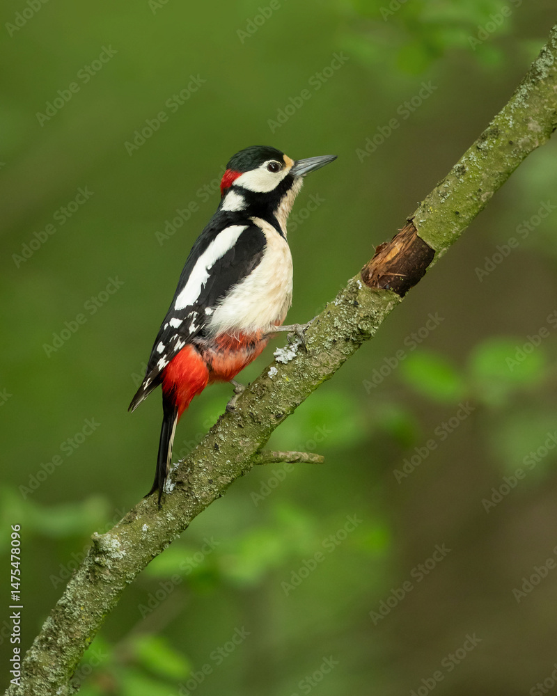 Great spotted woodpecker (Dendrocopos major) is a medium-sized woodpecker with pied black and white plumage and a red patch on the lower belly. Great spotted woodpecker (Dendrocopos major) is a medium-sized woodpecker with pied black and white plumage and a red patch on the lower belly.