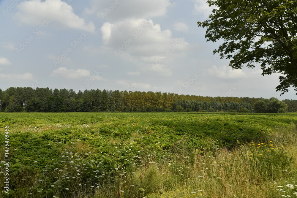Fototapeta premium Prairie et terrain accidenté en été le long d'un bois à Ghislenghien (Ath) 