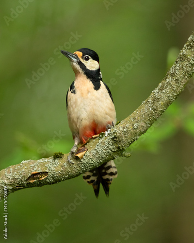 Photography Great spotted woodpecker (Dendrocopos major) is a medium-sized woodpecker with pied black and white plumage and a red patch on the lower belly