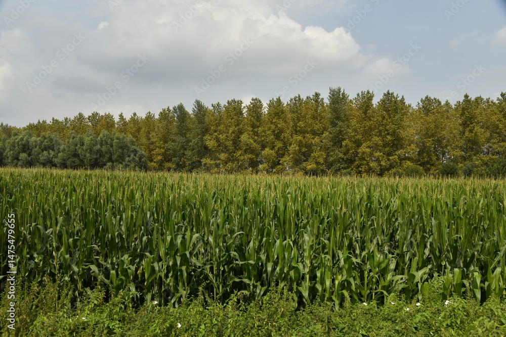Fototapeta premium Plantation de maïs devant une forêt d'arbres au feuillage brunâtre sous un ciel nuageux à Ghislenghien (Ath) 