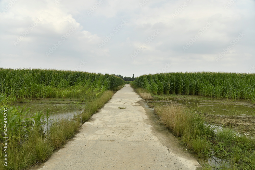 Fototapeta premium Route en béton vers deux plantations de maïs à Ghislenghien (Ath)