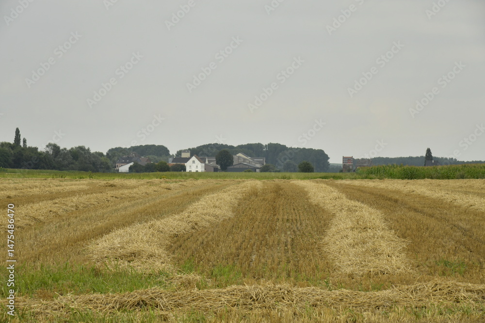 Fototapeta premium Dépôts de paille en rangées dans l'un des champs à Hellebecq (Silly) 
