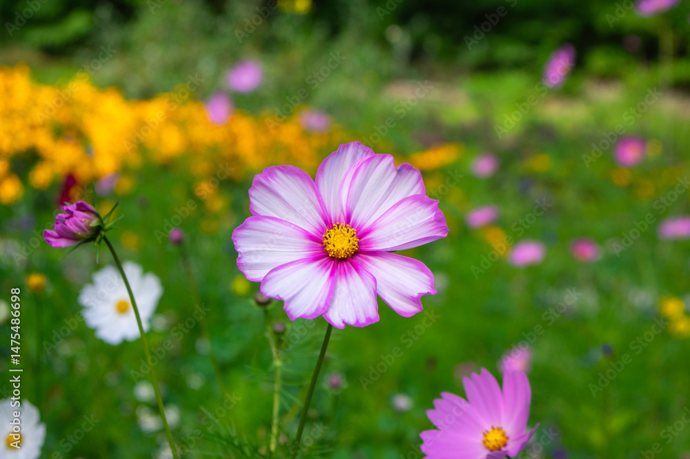 Cosmos bipinnatus mexican aster flowering white pink garden plants, group of beauty petal flowers in bloom on green background